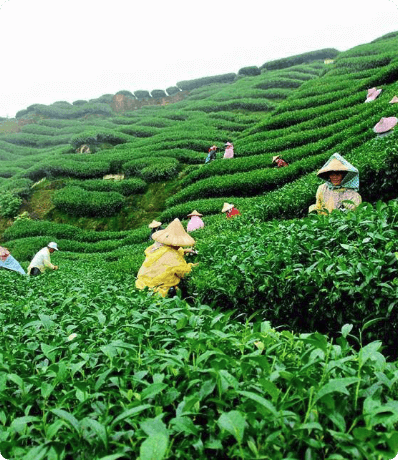 Sylhet